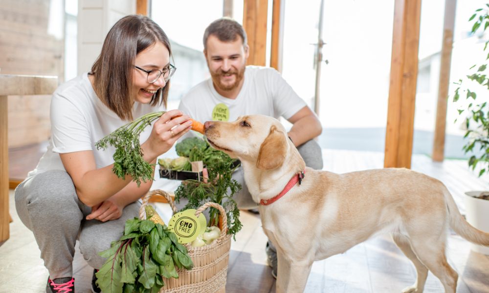 6 Ways To Be An Eco-Friendly Pet Parent