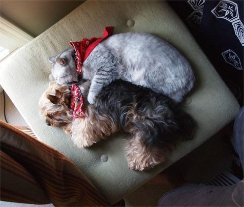 12 Adorable Dog & Cat Siblings