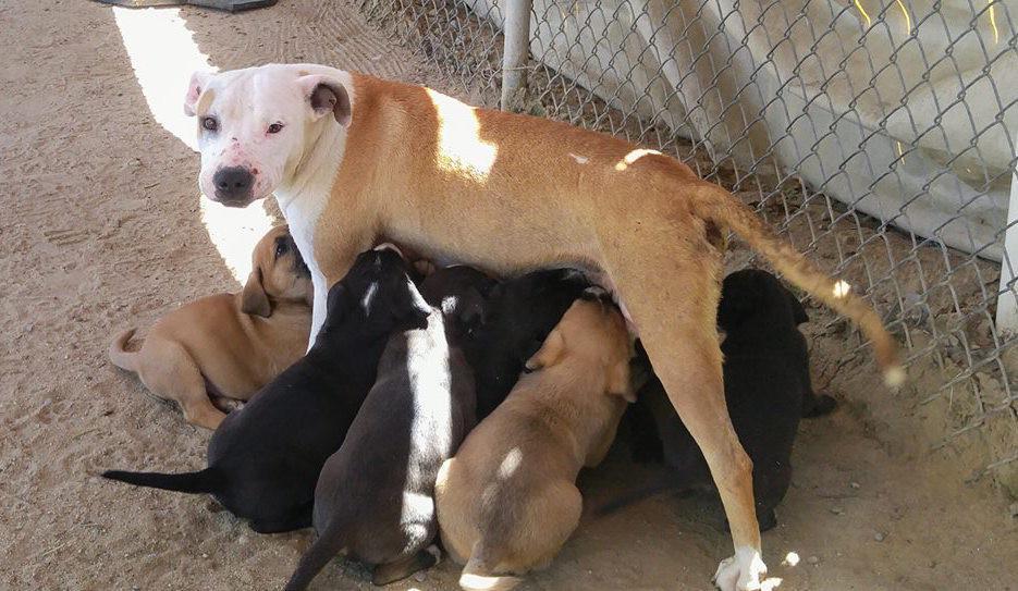 Stray Mom Dog Leads Rescuers To Babies She Hid