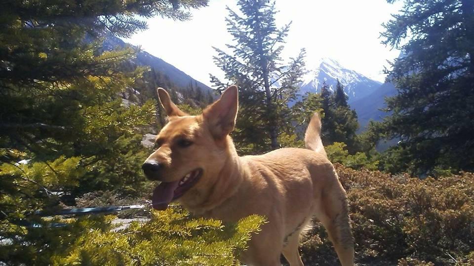 Heroic Dog Saves Hikers Being Chased By Grizzly Bear