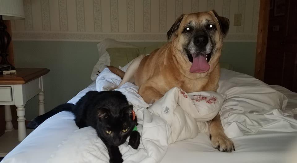 Heroic Dog Finds Family Cat 2 Months After House Fire