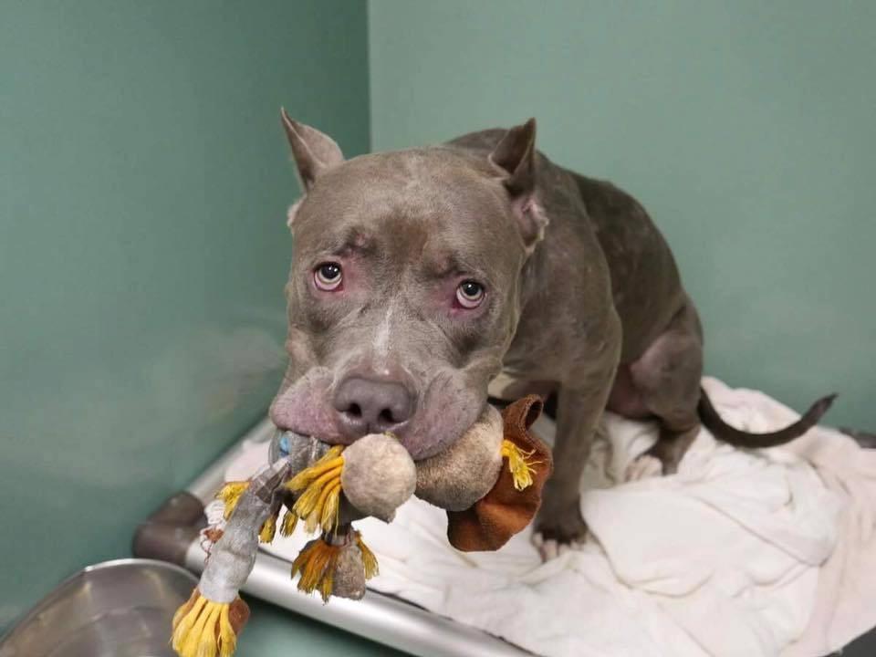 Abandoned Shelter Dog Won't Let Go of Favorite Toy