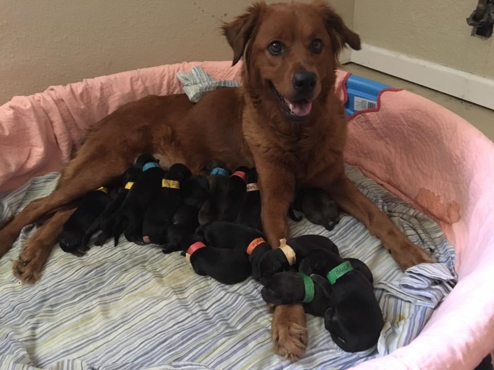 Rescued Pregnant Dog Gave Birth To 18 Puppies