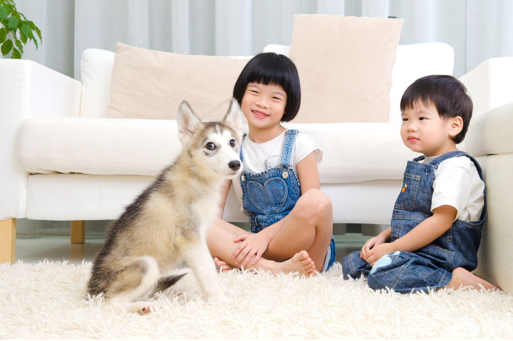 Indoor Activities for Your Kids & Pets