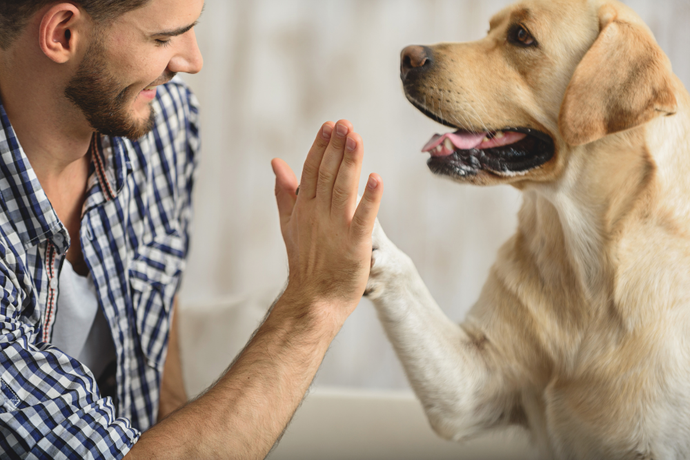 8 New Year's Resolutions For You & Your Pet