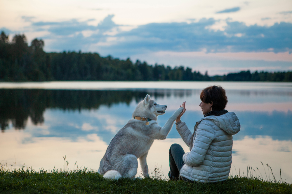 Paw-some Tips to Keep Your Dog Safe and Entertained During the Upcoming Solar Eclipse