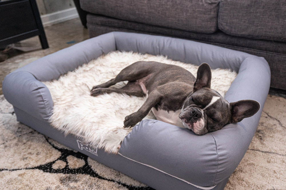 french bulldog resting on memory foam bolster bed