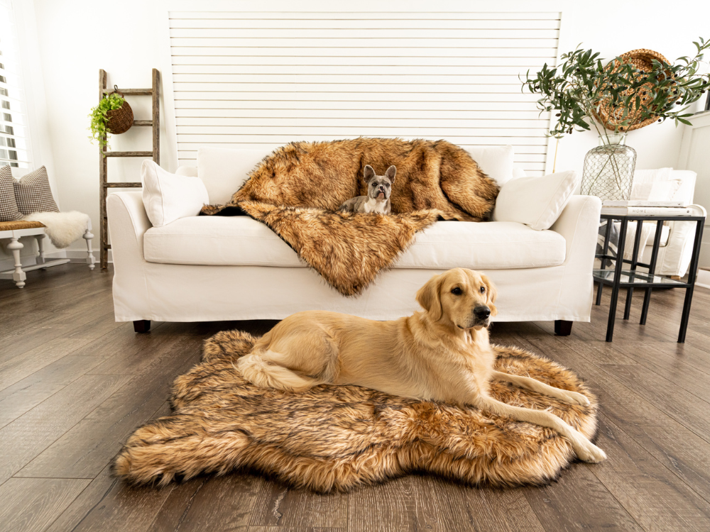 French Bulldog on Luxurious Faux Fur Runner Rug in Living Room