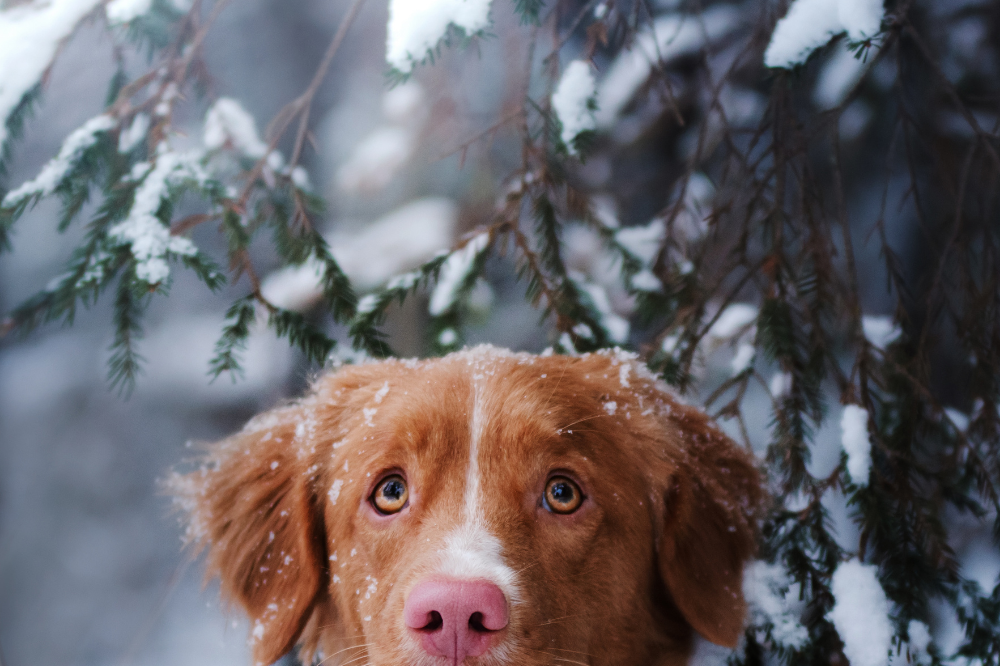 10 Tips for Winterizing your Pet