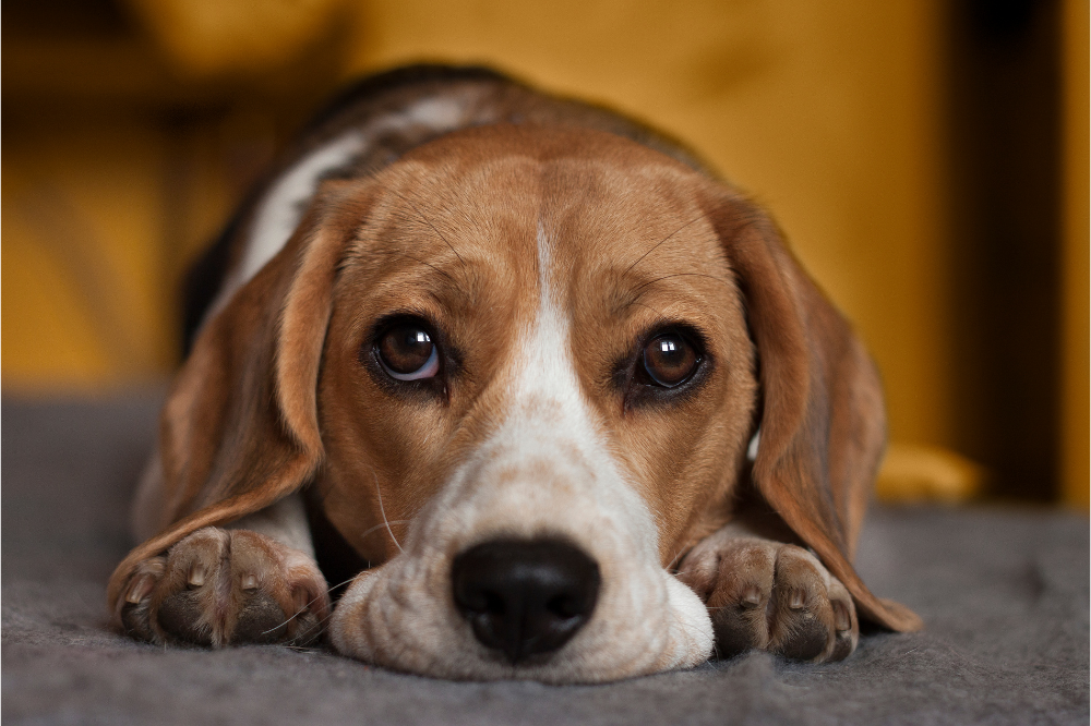 4 Ways To Calm Your Anxious Dog