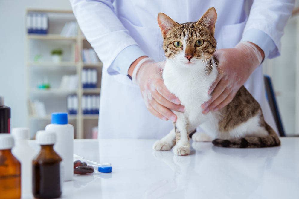 Proactive Tips to Benefit Your Cat's Health