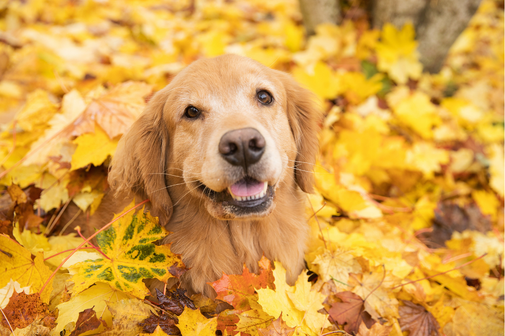 Places You Can Enjoy Autumn Leaves With Your Dog