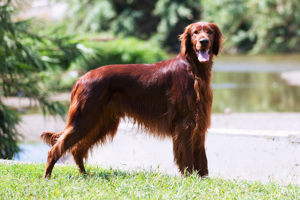 Irish Setter Dog