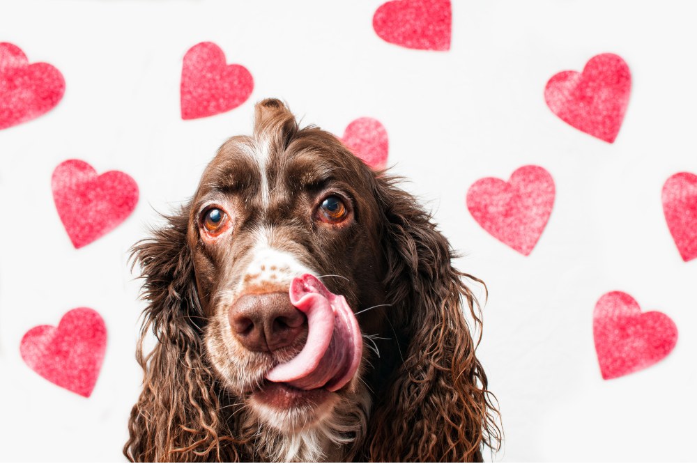 A Valentine’s Day Guide to Your Dog’s Love Language