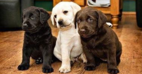 3 lab puppies sitting together