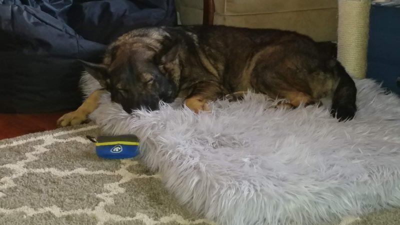 PupRug Memory Foam Bed Brings Comfort To Mourning Dog