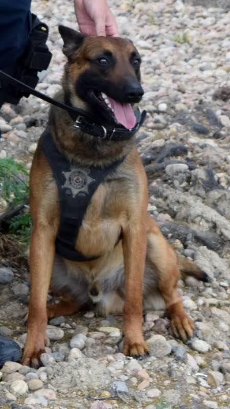 Police Dog Opens Gate With Paw To Rescue Human Partner