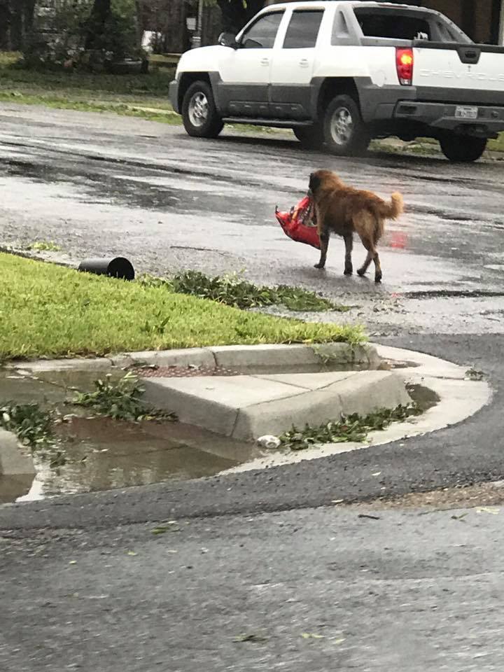 Dog Spotted In Texas Lugging Bag Of Dog Food After Hurricane Harvey