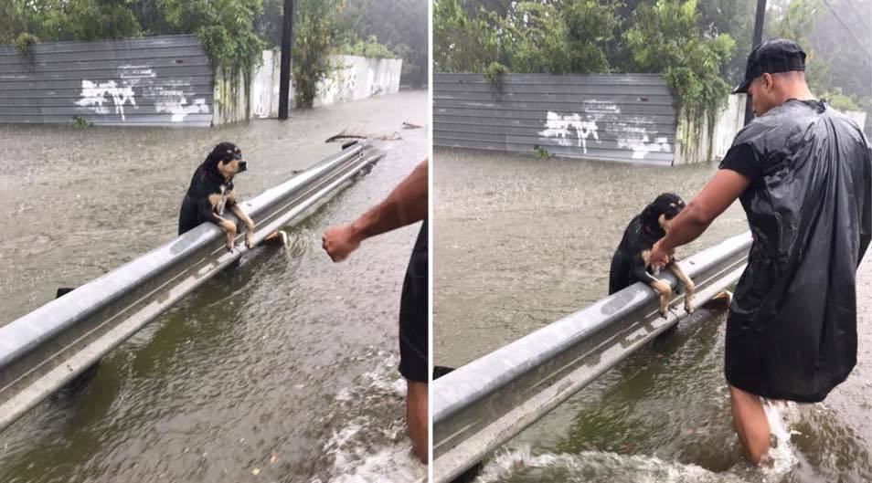 Incredible Dog Rescues In The Wake Of Hurricane Harvey