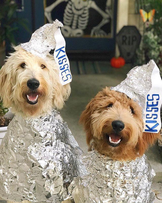 10 Paw-some Halloween Dog Costumes