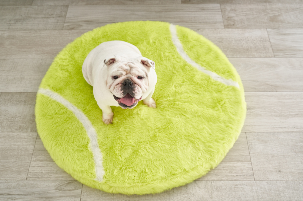 bull dog sitting on tennis ball dog bed