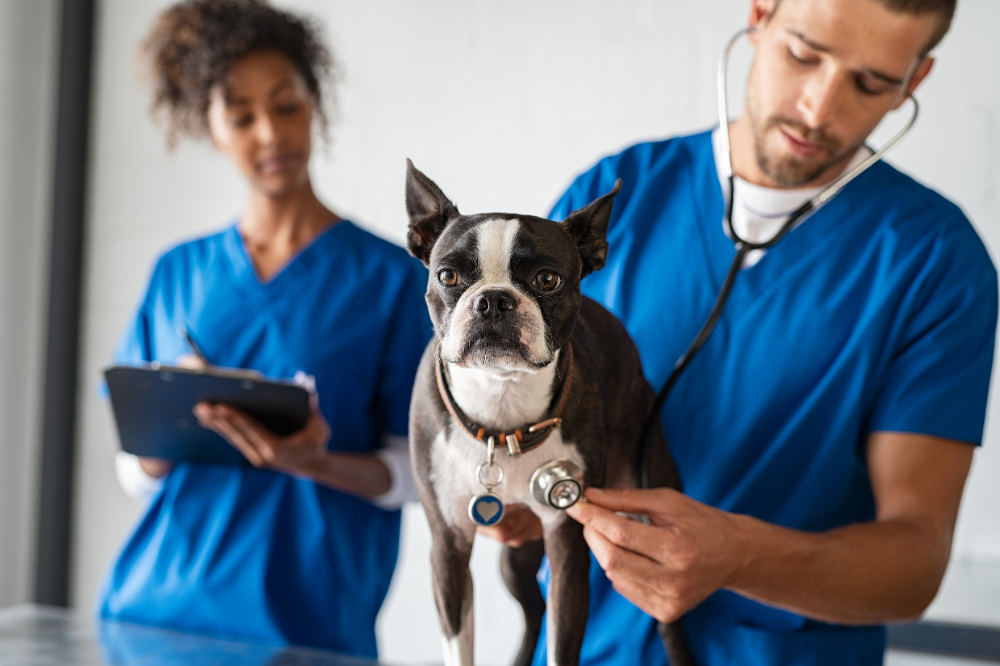 The Importance of Spaying or Neutering Your Pet