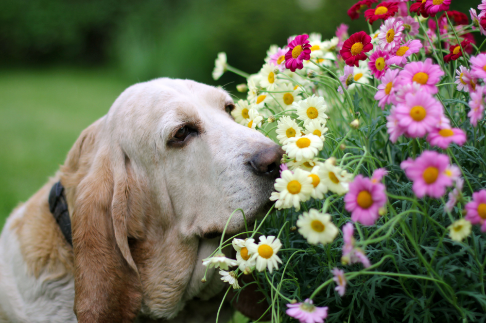 spring dog flowers