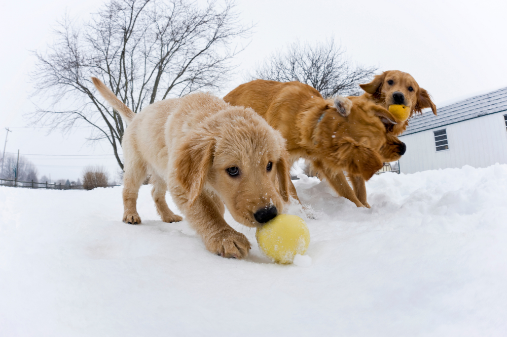 Winter Activities With Your Dog