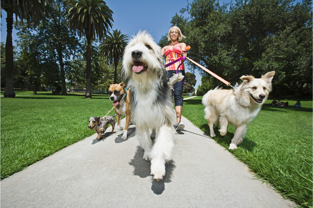 Training benefits of walking your dog