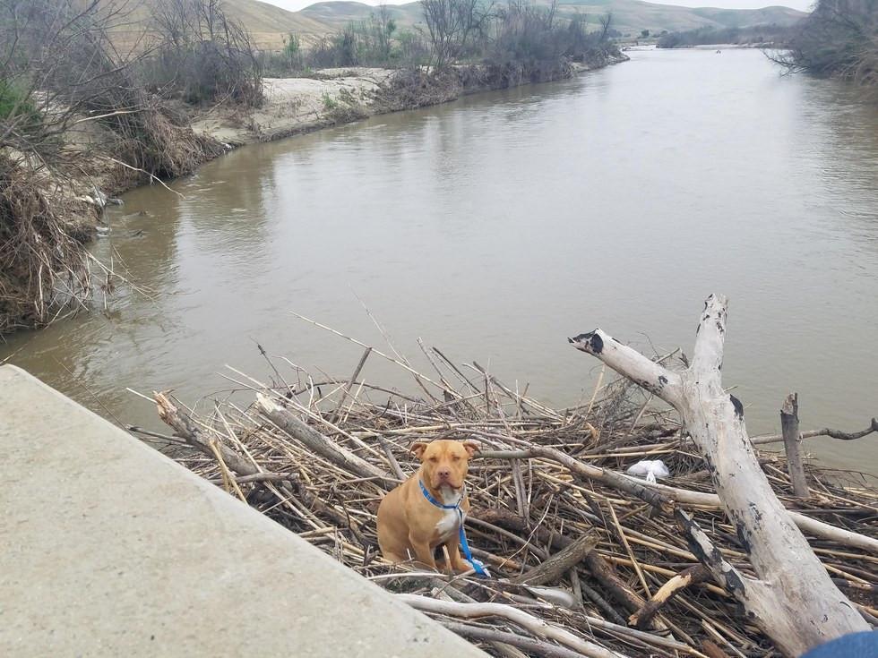 Dog Missing For Days Found Stuck On Pile Of Wood In River