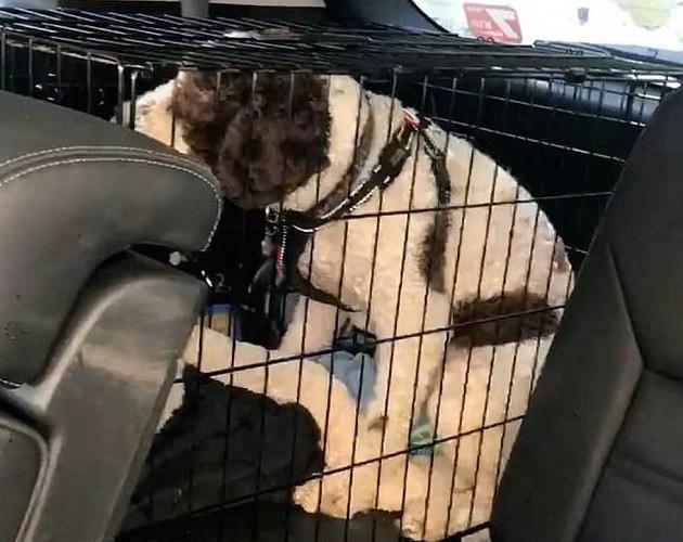 Bystander Smashes Stranger’s Car Window To Free Dog In Hot Car