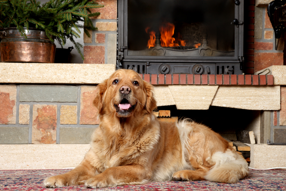 The Ultimate Guide to Pet Friendly Fireplace Safety