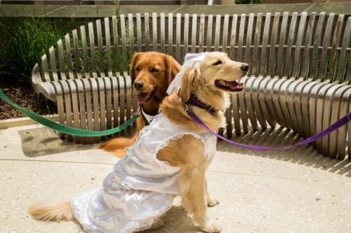 2 Therapy Dogs In Love Get Married At Children's Hospital