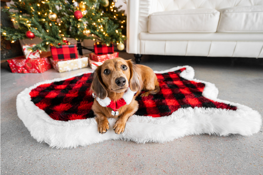 Small dog lying on red and black plaid dog bed