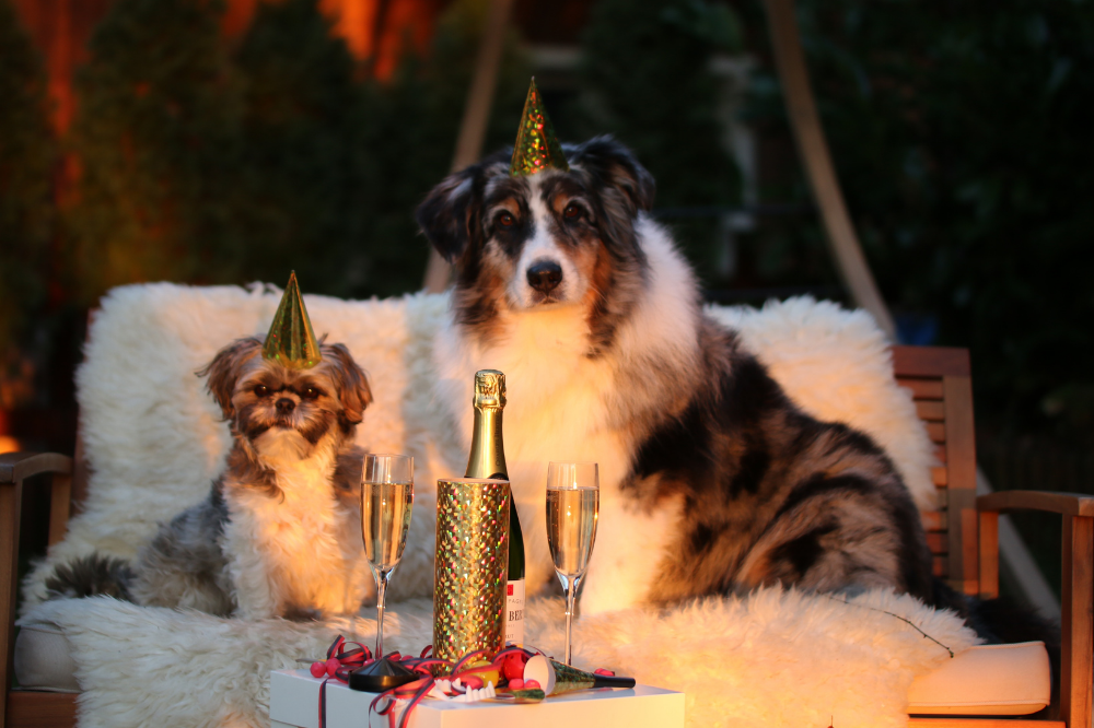 New Year's Eve Dogs