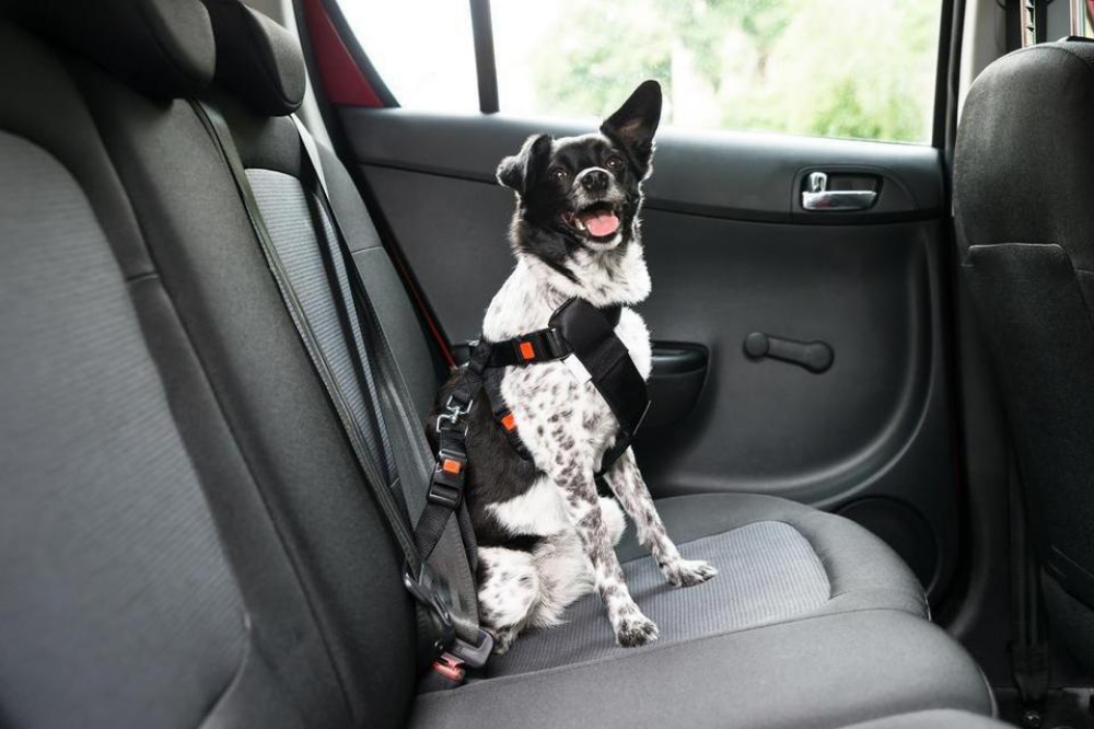 Pet Travel Safety