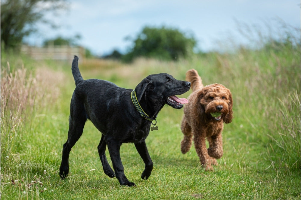 dogs running outside