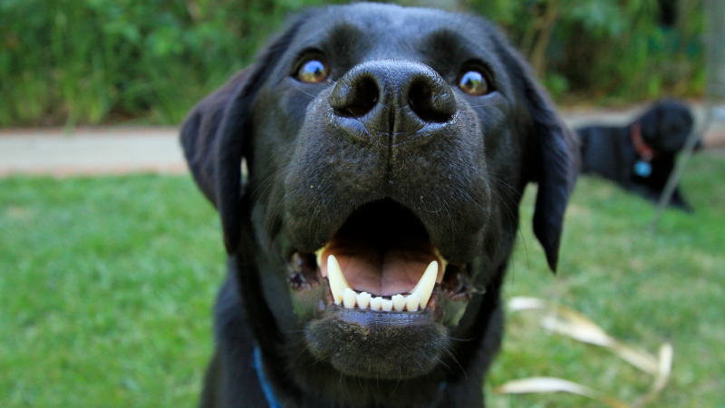 Black Lab smiling close to the camera