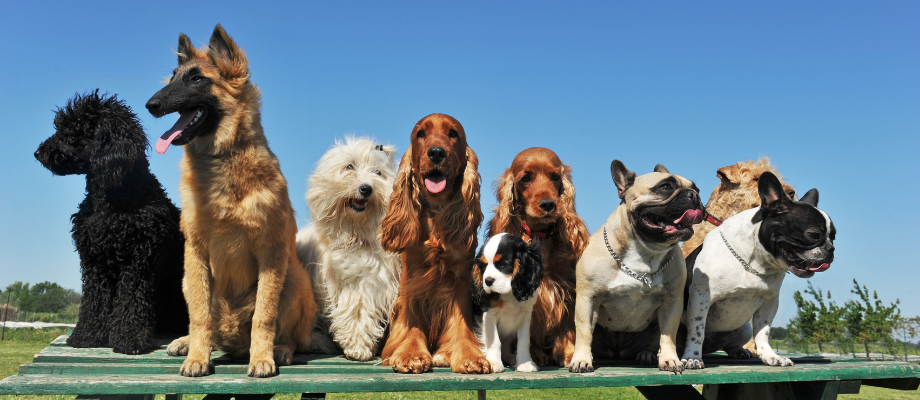 9 dogs of different shapes, sizes, colors, and breeds pose for a picture ontop of a table with a beautiful blue sky in the background.