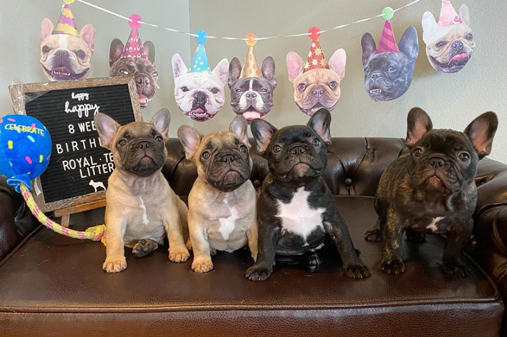 French Bulldog puppies