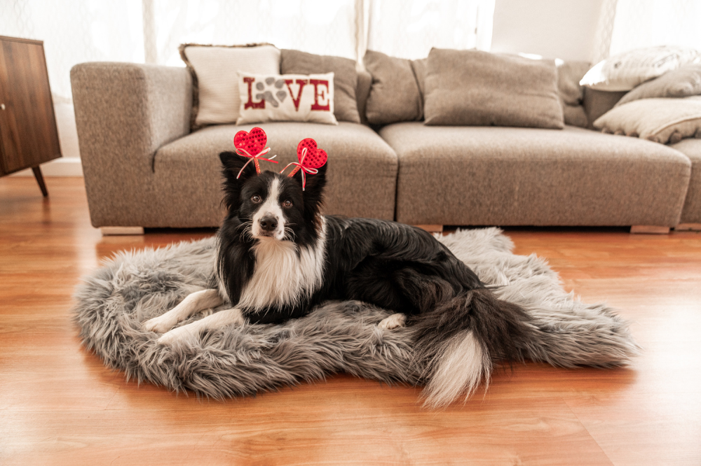 Border Collie on the Charcoal Grey Memory Foam Dog Bed