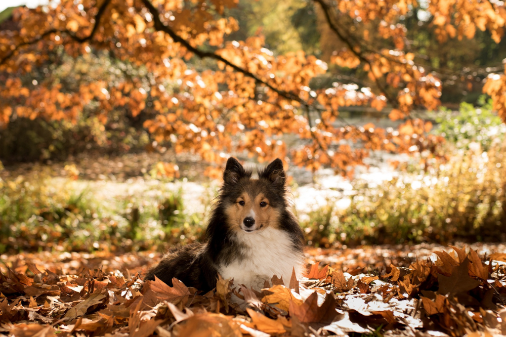 4 Places to Enjoy Fall Leaves with your Dog