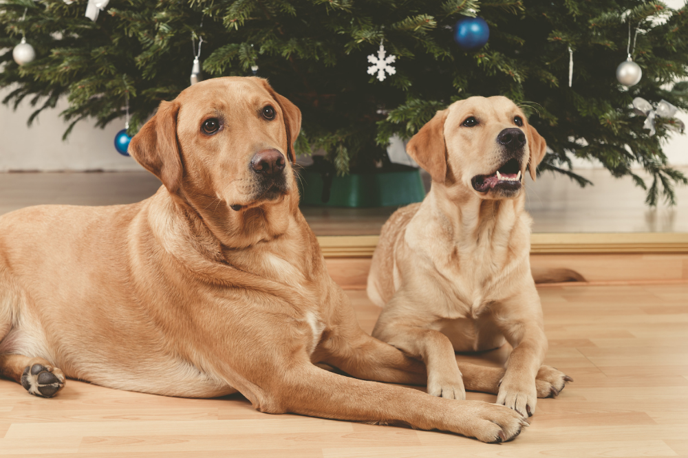 Labrador Retrievers sitting by Christmas Tree