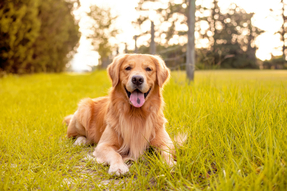 Golden Retriever Dog