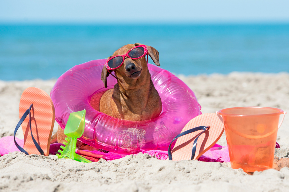 brown dachshund in sunglasses at the beach in pink tube