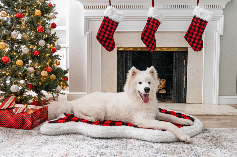 Samoyed Dog resting on Winter Plaid Holiday Plaid