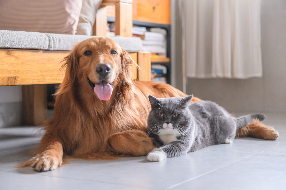 A golden retriever and grey and white cat lay beside each other on the floor.