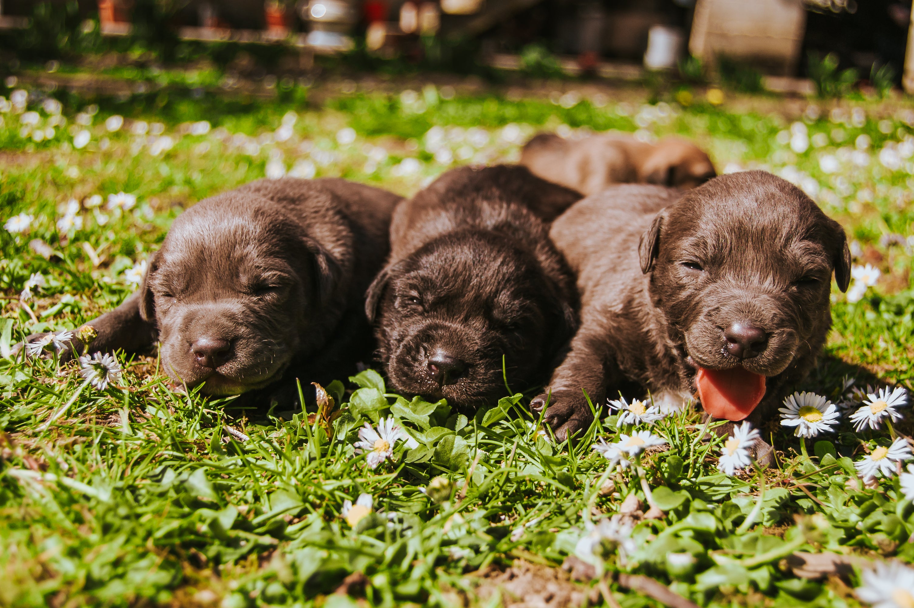 10 Adorable Puppy Pictures to Make You Smile