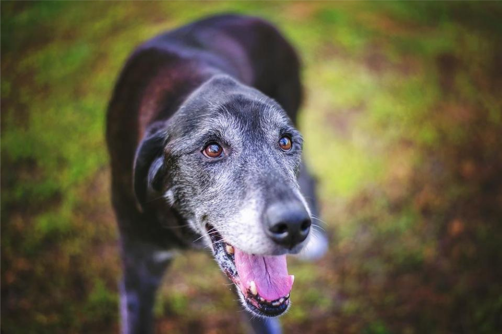 5 Reasons To Adopt A Senior Dog