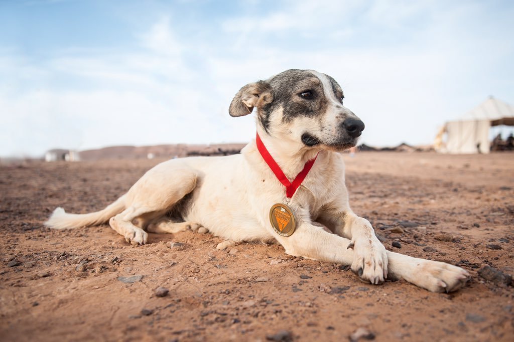 Dog Wins Medal After Running 140 Mile Marathon Across Sahara Desert